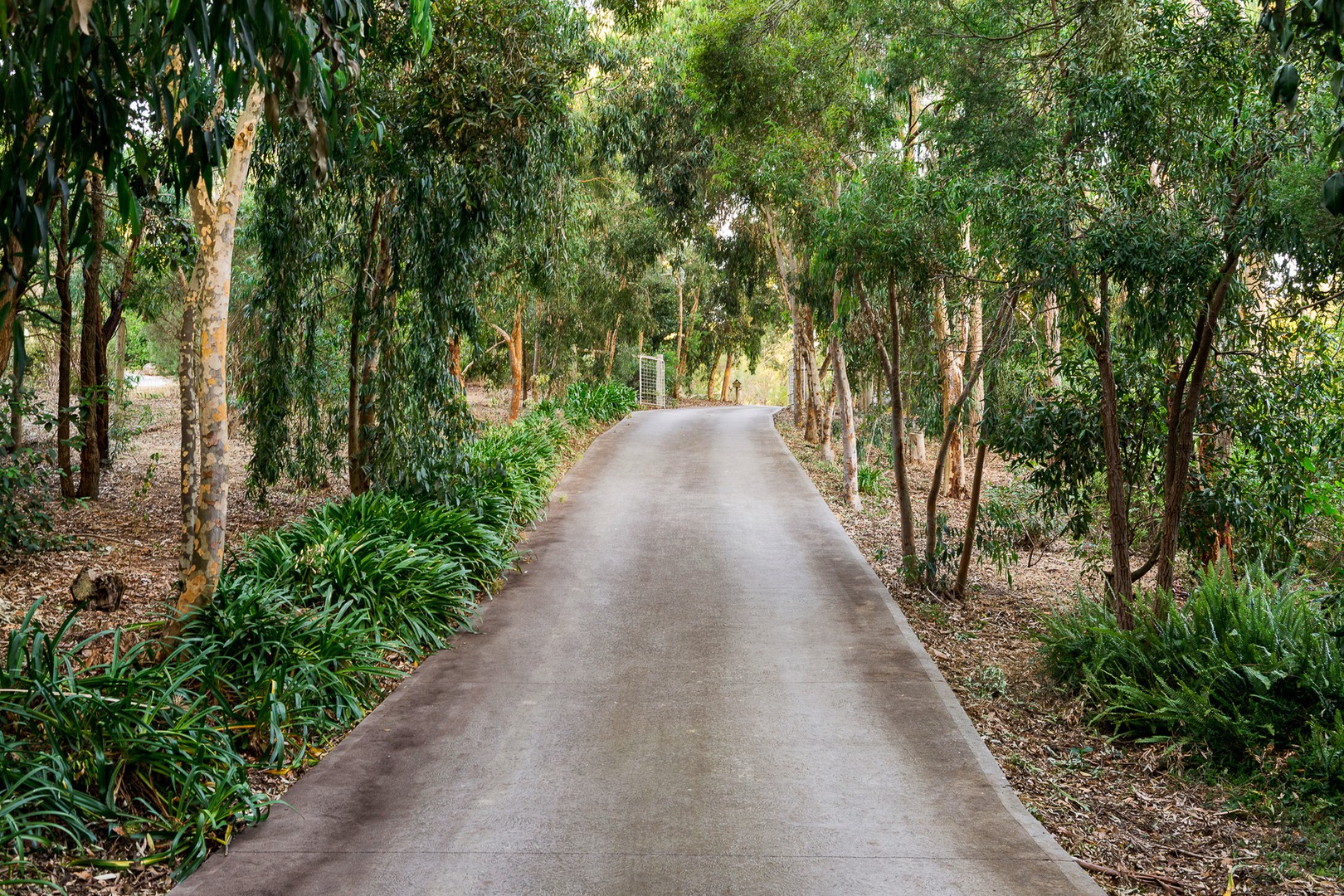 9 Eucalyptus Road, Eltham, VIC 3095, Eltham - Thumbnail 3