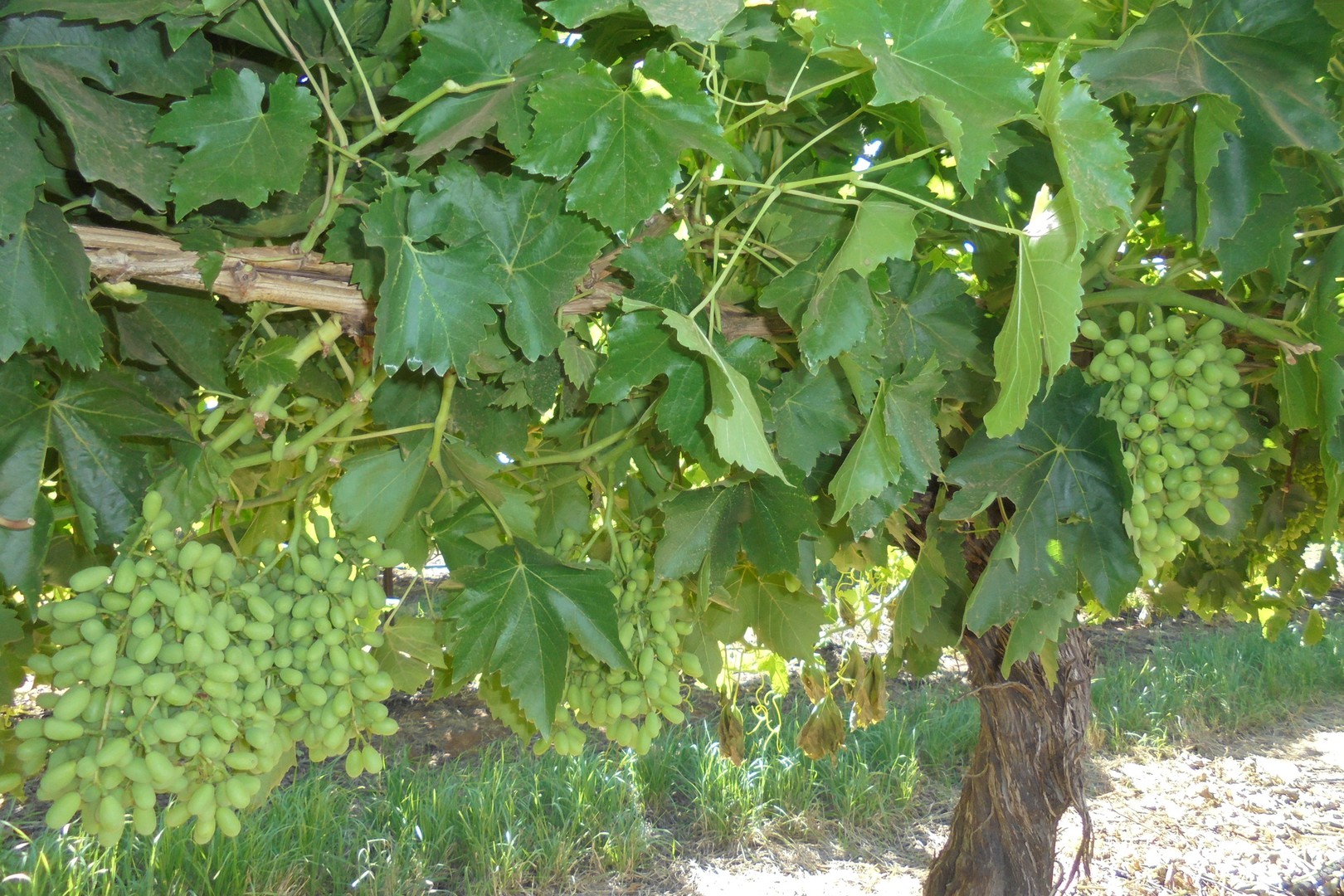 138 Honour Avenue, Merbein West, VIC 3505 - Thumbnail 1 - 12/12/2018