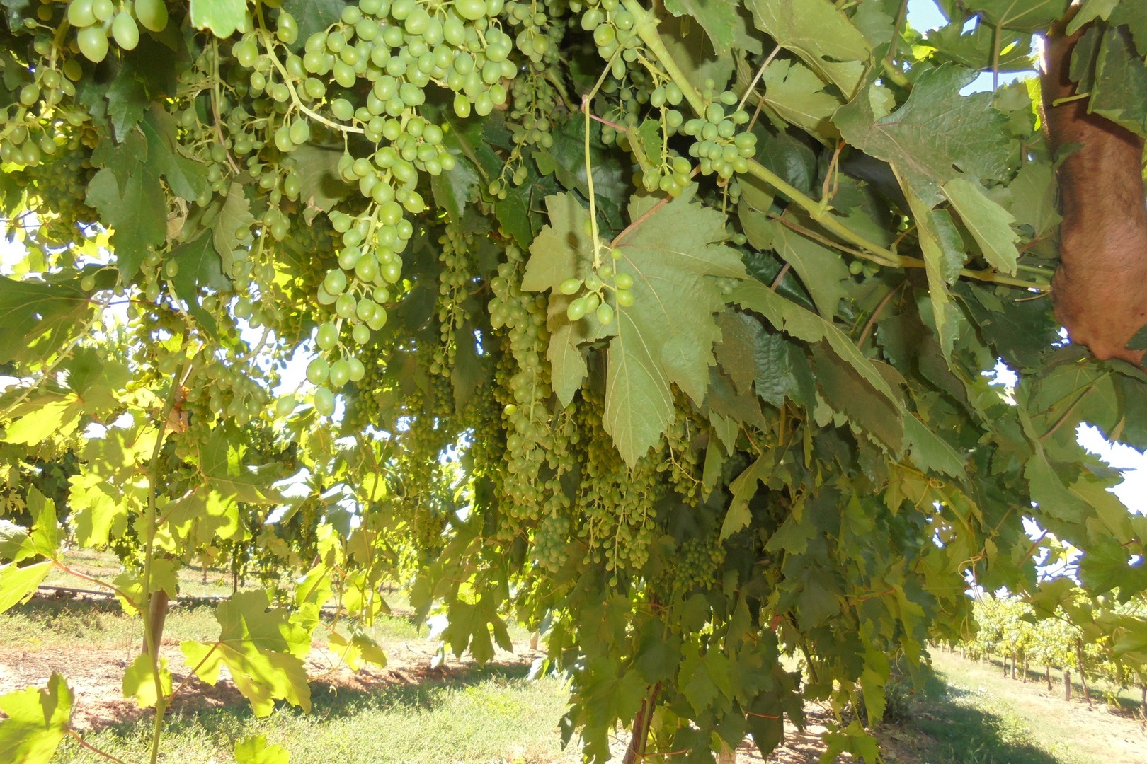 138 Honour Avenue, Merbein West, VIC 3505 - Thumbnail 2 - 12/12/2018