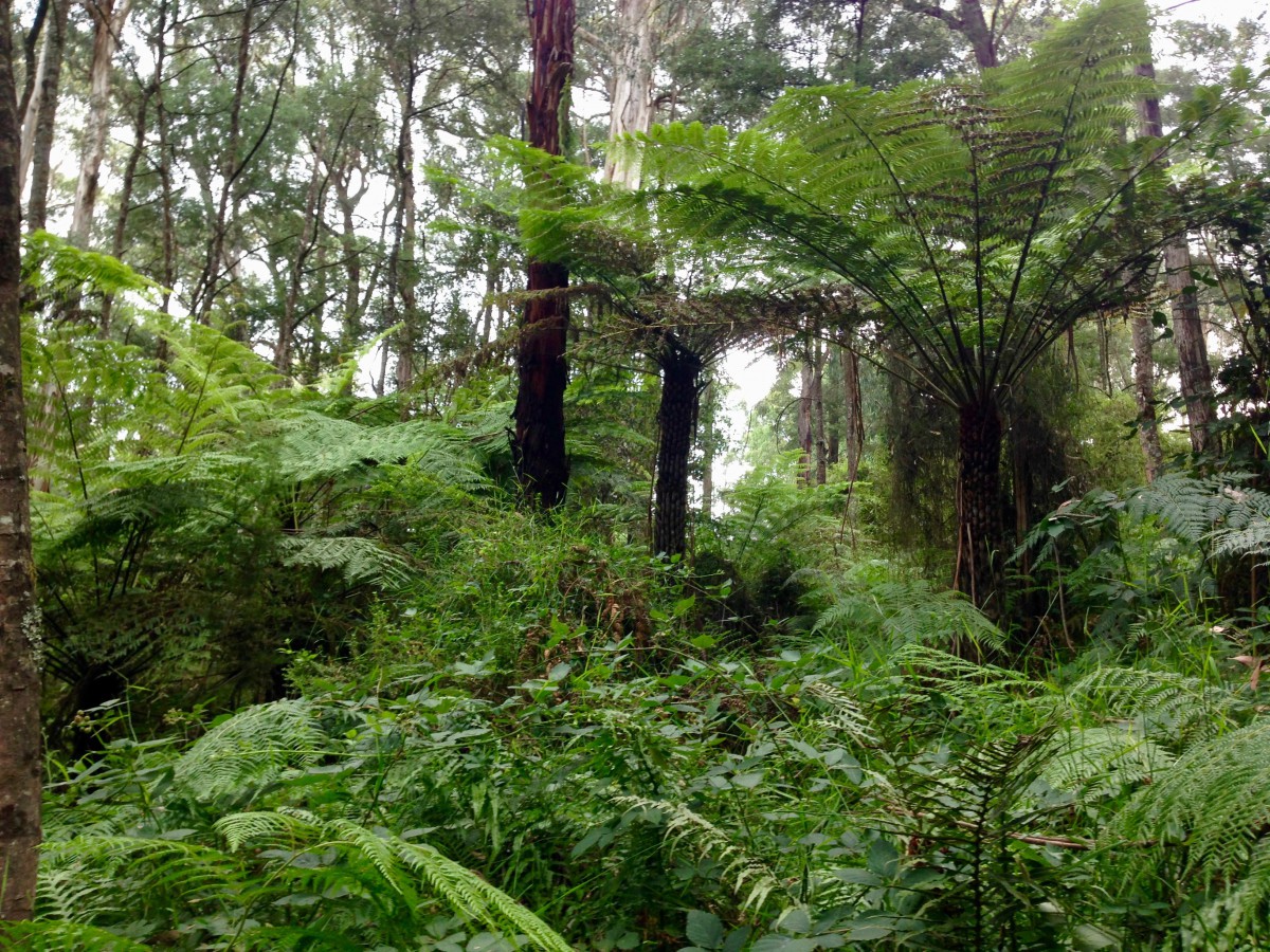 38 Amphlett Avenue, Cockatoo, VIC 3781 - Thumbnail 1 - 06/11/2019