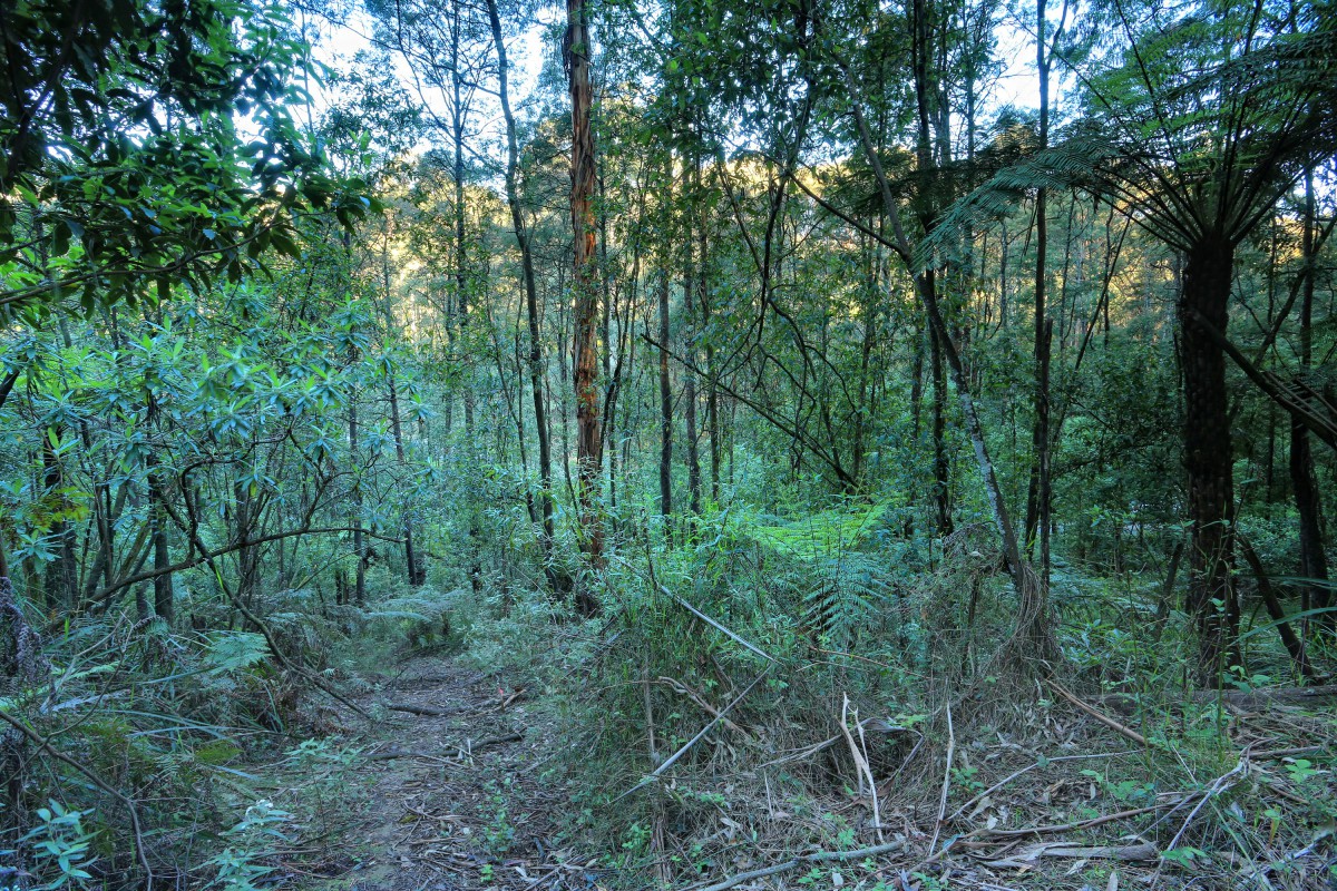 38 Amphlett Avenue, Cockatoo, VIC 3781 - Thumbnail 2 - 06/11/2019