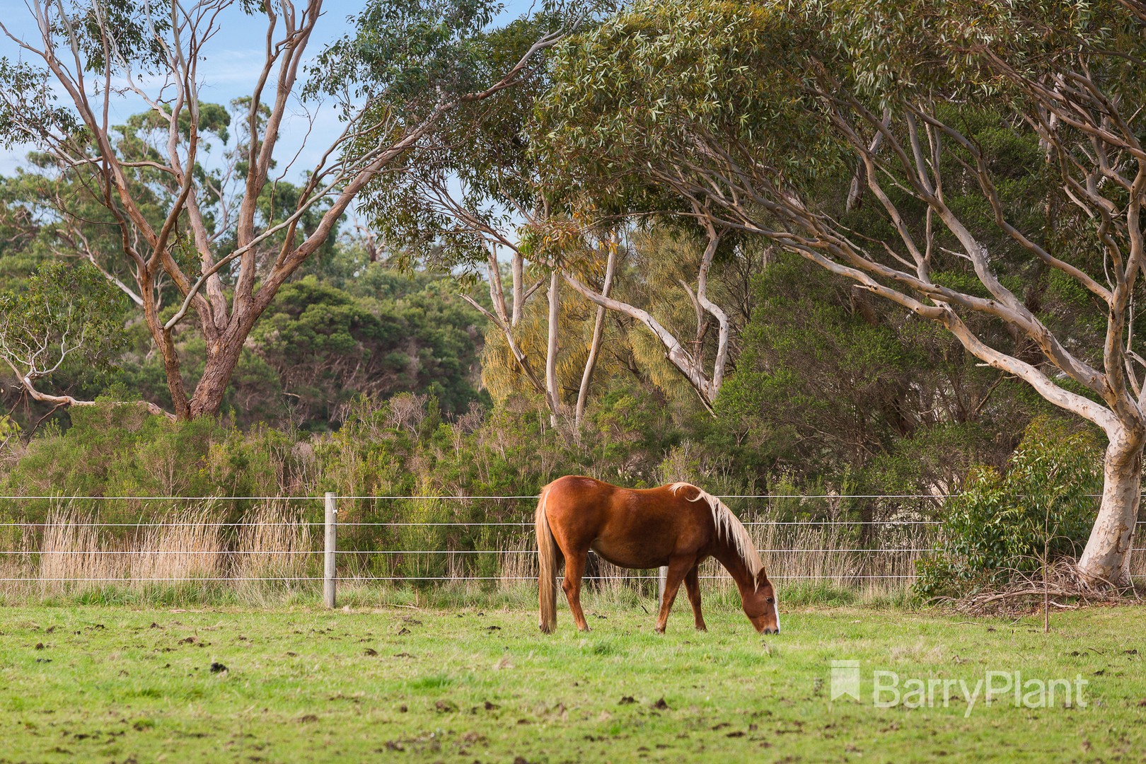 754 Frankston-Flinders RoadBaxter, VIC 3911, Baxter - Thumbnail 8