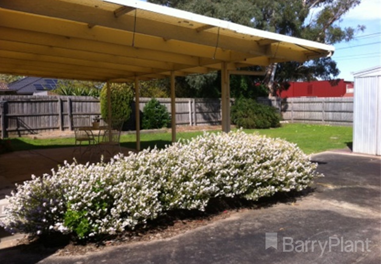 17 Ambleside CrescentBerwick, VIC 3806, Berwick - Thumbnail 5