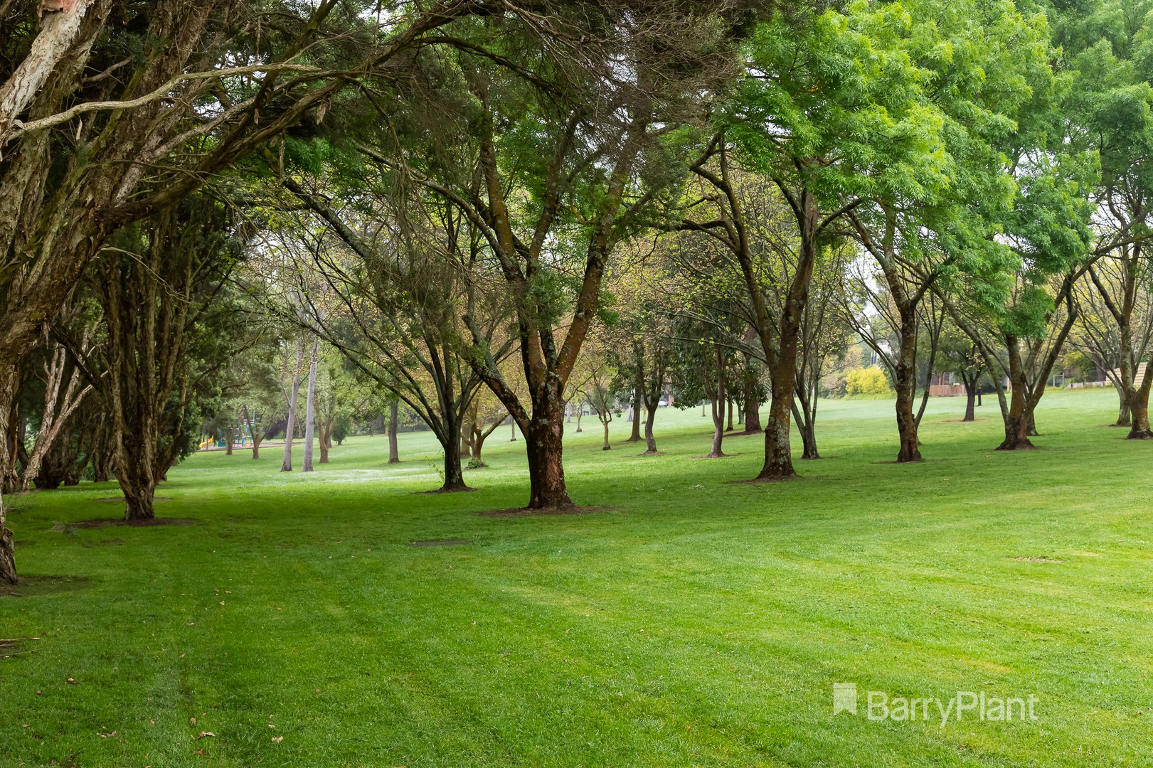 7 Roper Place, Doncaster East, VIC 3109, Doncaster East - Thumbnail 5