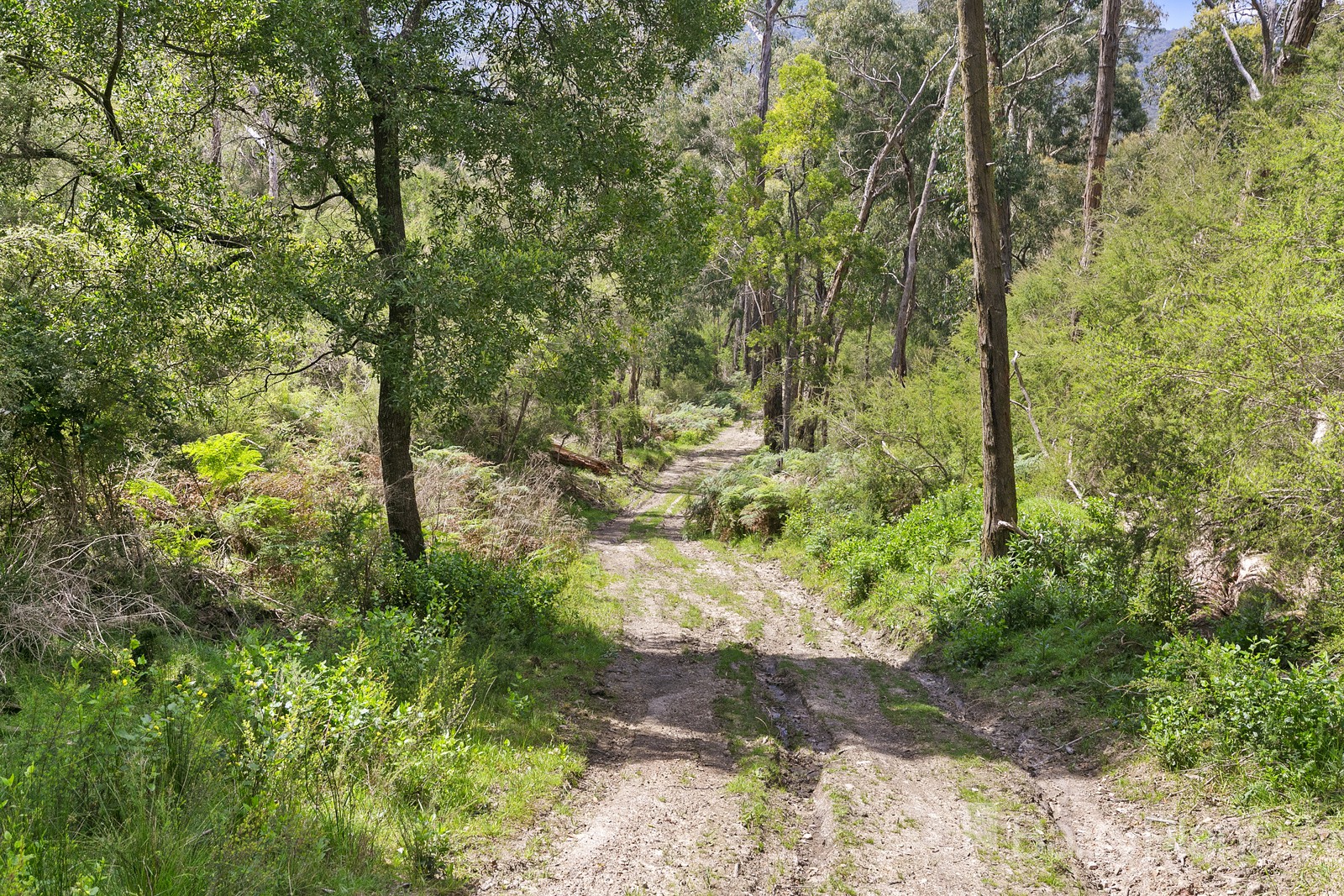 525 Old Toolangi Dixons Creek Road, Dixons Creek, VIC 3775 - Thumbnail 1 - 26/10/2020