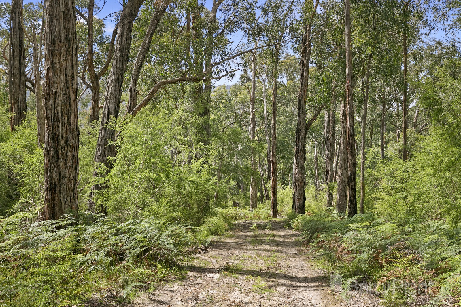 525 Old Toolangi Dixons Creek RoadDixons Creek, VIC 3775, Dixons Creek - Thumbnail 4
