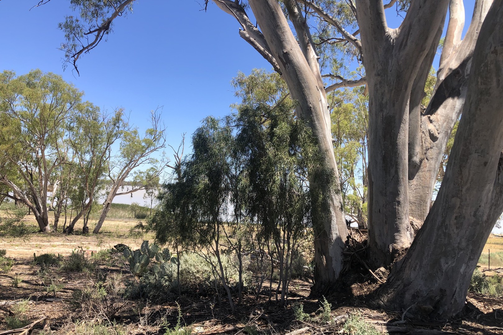142 Dry Lake RoadEuston, NSW 2737, Euston - Thumbnail 6