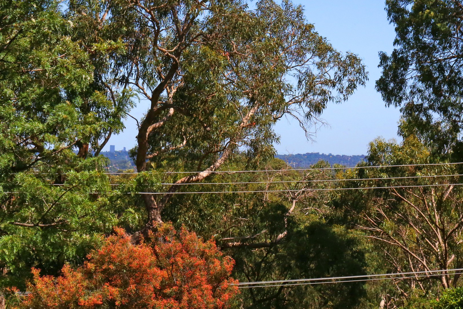 222 Forest RoadBoronia, VIC 3155, Boronia - Thumbnail 5