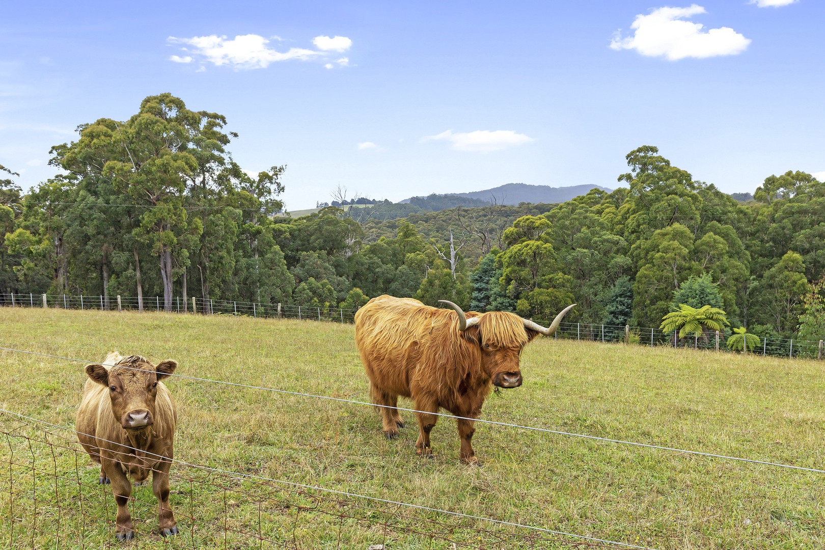 440 Jameson RoadHoddles Creek, VIC 3139, Hoddles Creek - Thumbnail 2