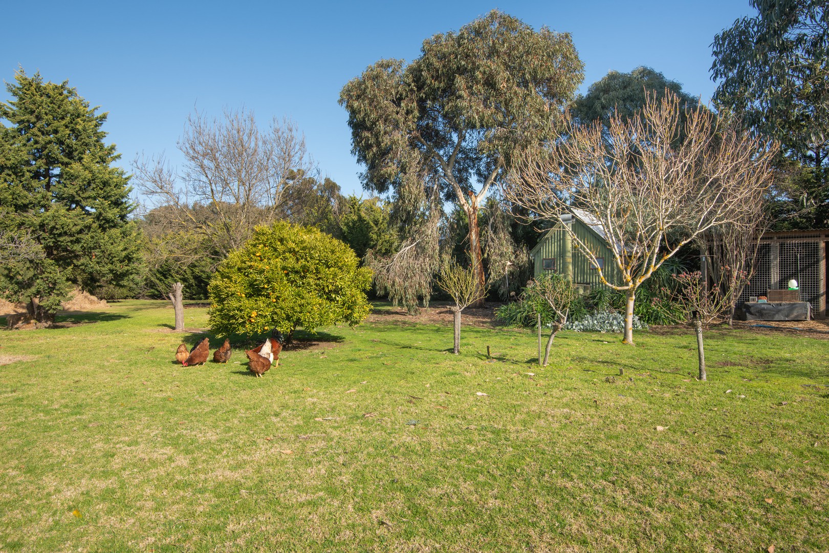 971 Bannockburn - Shelford RoadTeesdale, VIC 3328, Teesdale - Thumbnail 3