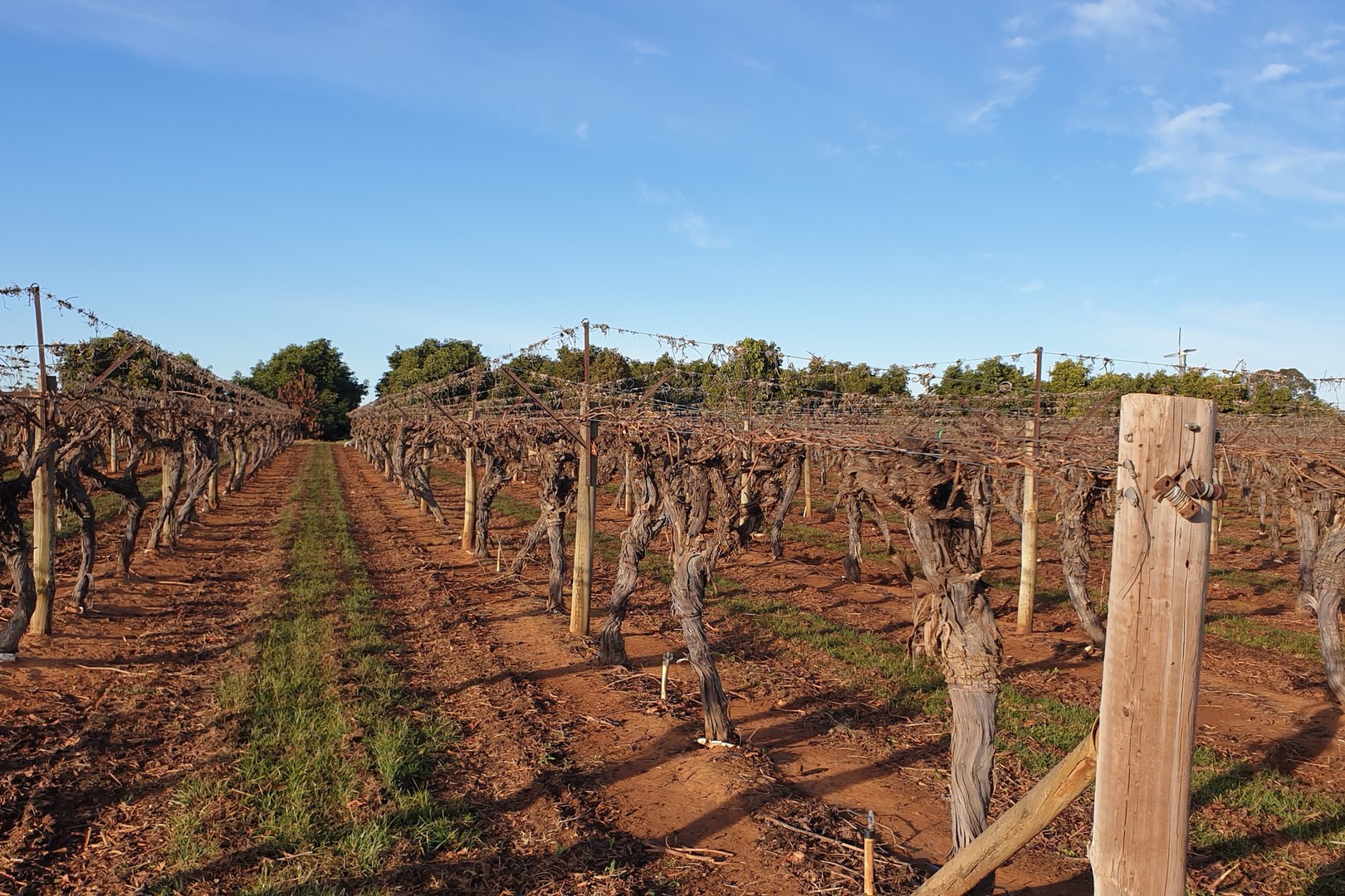 109 Wareo Road, Robinvale, VIC 3549, Robinvale - Thumbnail 2