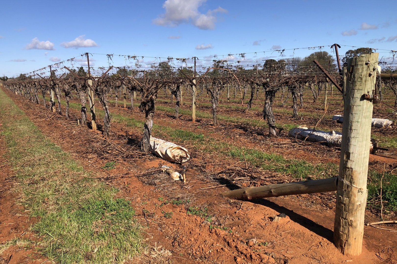 109 Wareo Road, Robinvale, VIC 3549, Robinvale - Thumbnail 3