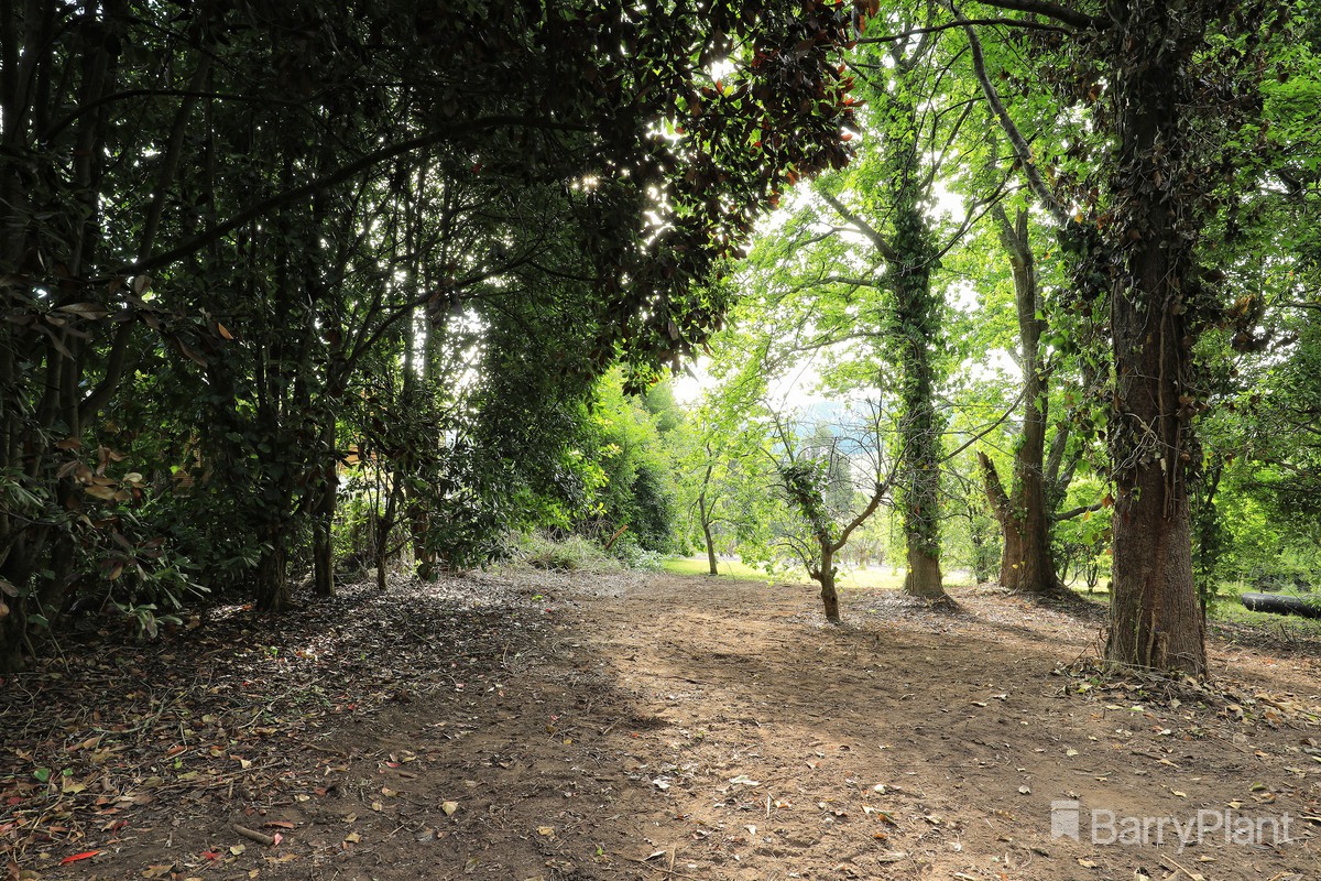 11 Hamilton Road, Emerald, VIC 3782, Emerald - Thumbnail 5