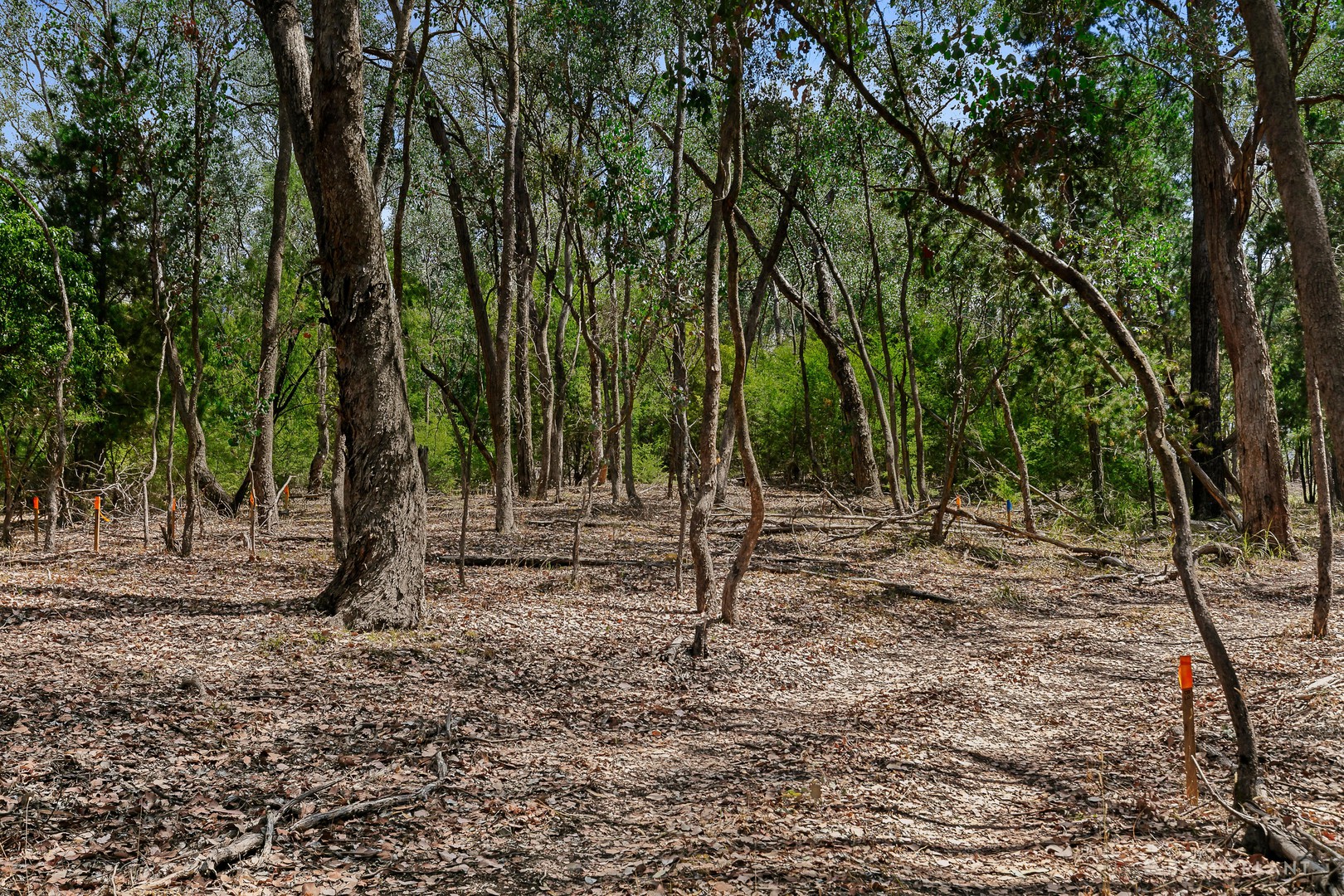 12 Valley Road, Wonga Park, VIC 3115, Wonga Park - Thumbnail 4
