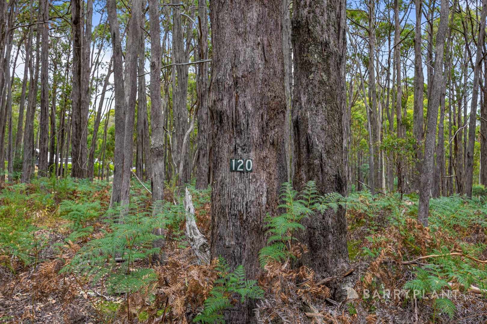 120 Lightwood Drive, Wheatsheaf, VIC 3461, Wheatsheaf - Thumbnail 3