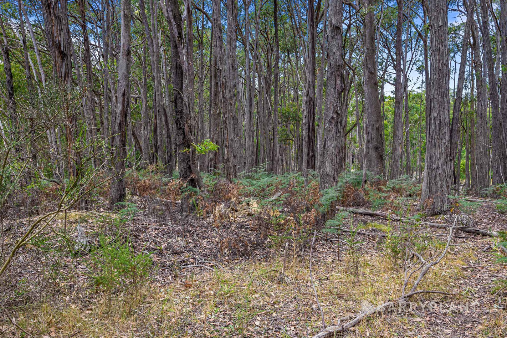 120 Lightwood Drive, Wheatsheaf, VIC 3461, Wheatsheaf - Thumbnail 7