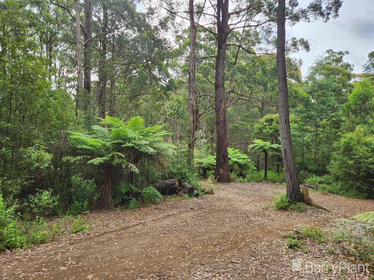 1650 East Beenak Road, Beenak, VIC 3139, Beenak - Image 1