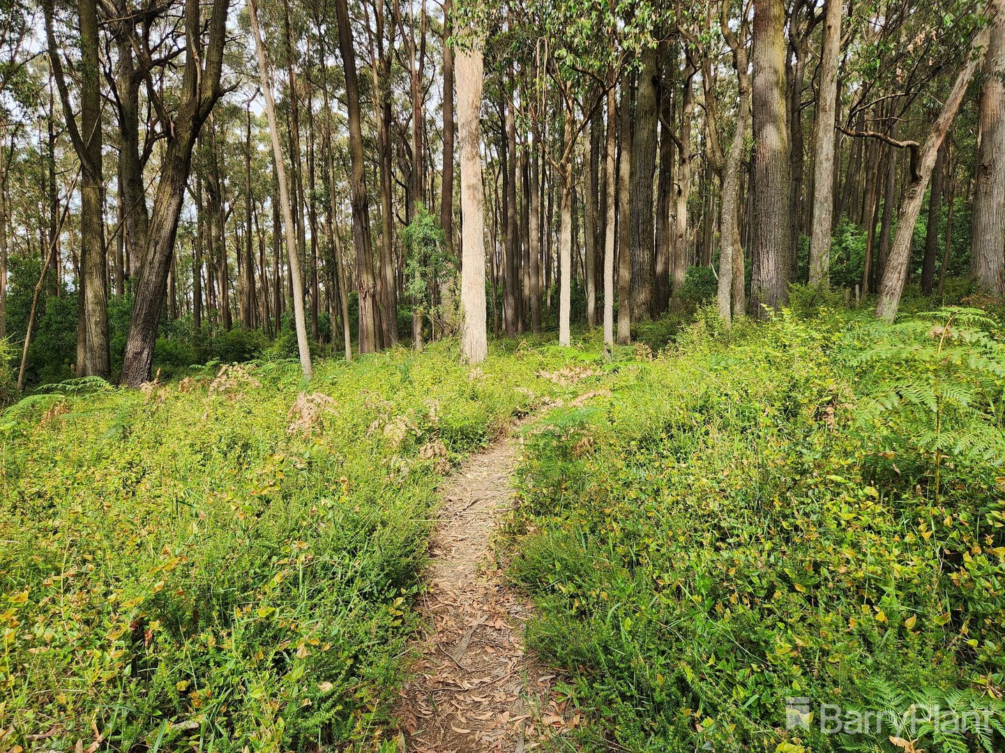 1650 East Beenak Road, Beenak, VIC 3139, Beenak - Thumbnail 4