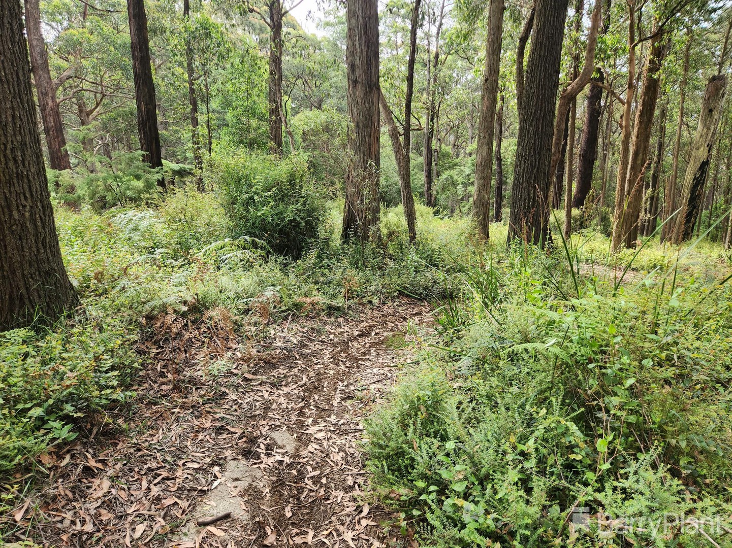 1650 East Beenak Road, Beenak, VIC 3139, Beenak - Thumbnail 5