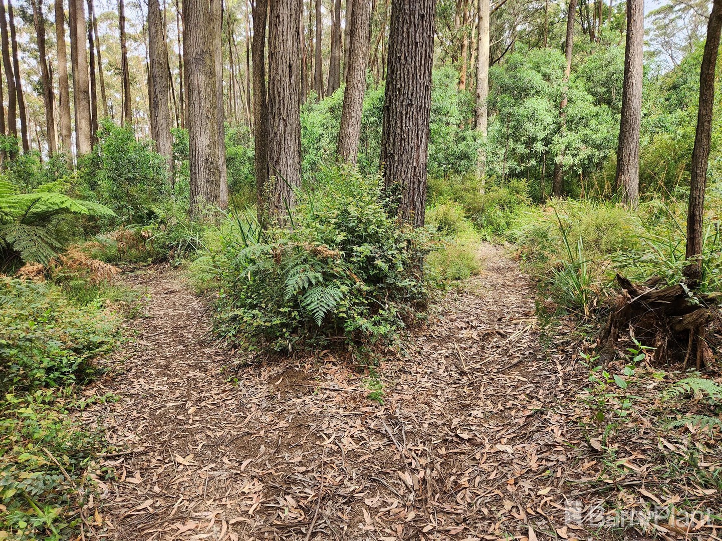1650 East Beenak Road, Beenak, VIC 3139, Beenak - Thumbnail 6