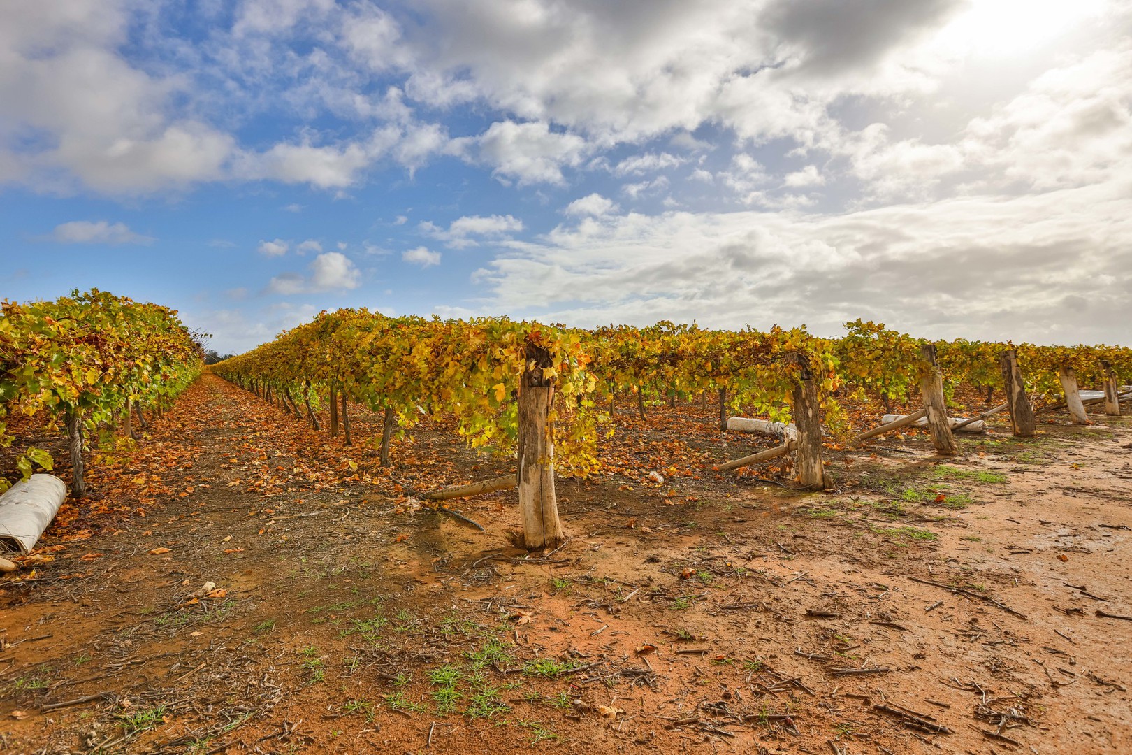 3032 Walnut Avenue, Mildura, VIC 3500, Mildura - Thumbnail 6