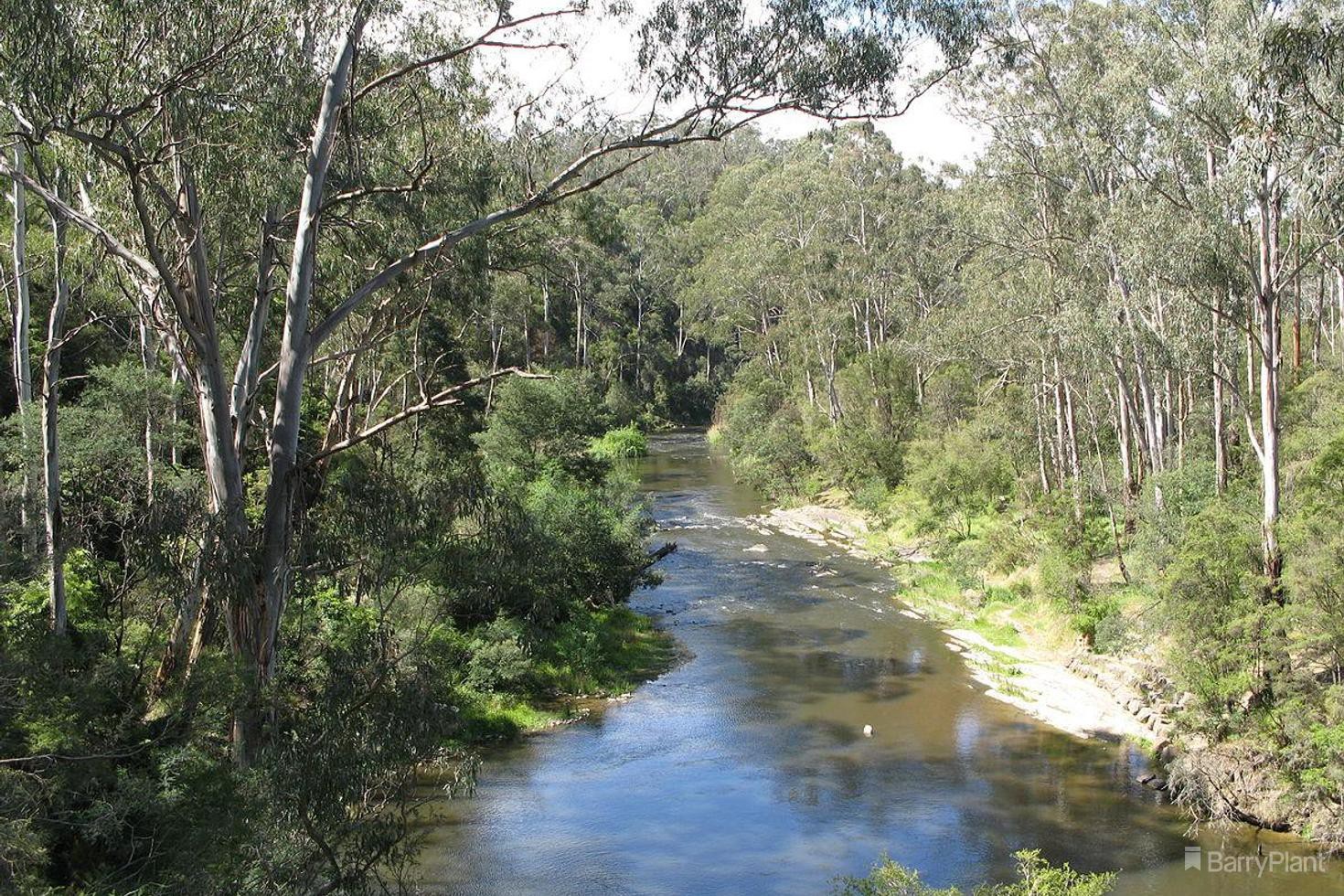 35-37 Harris Gully Road, Warrandyte, VIC 3113, Warrandyte - Thumbnail 7