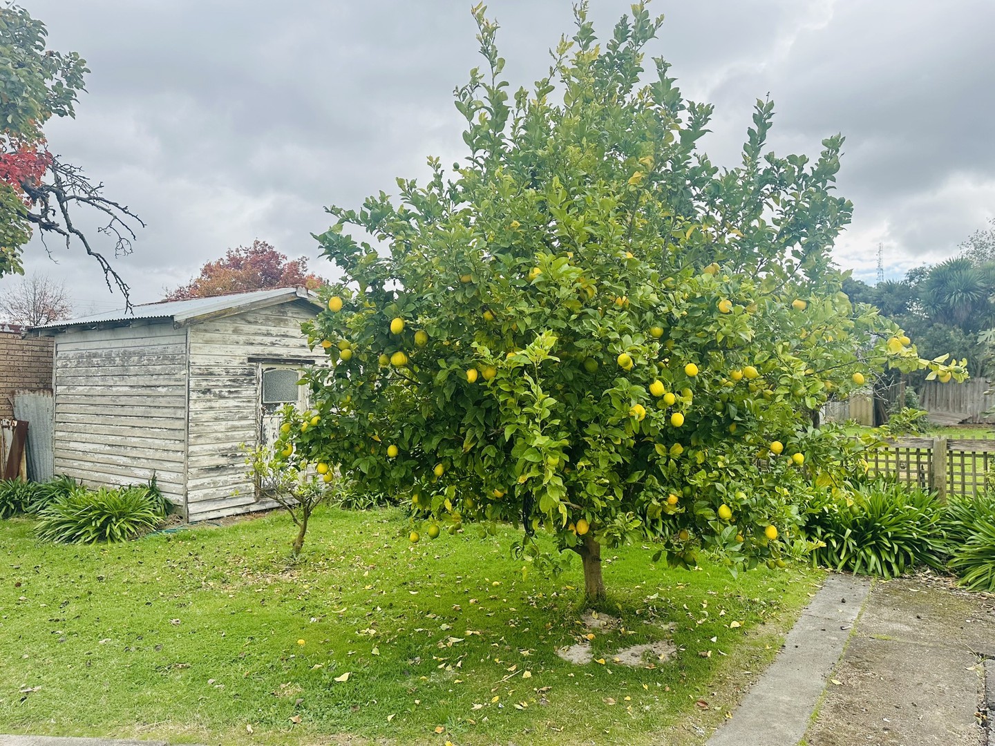 47 Carween Avenue, Mitcham, VIC 3132, Mitcham - Thumbnail 7