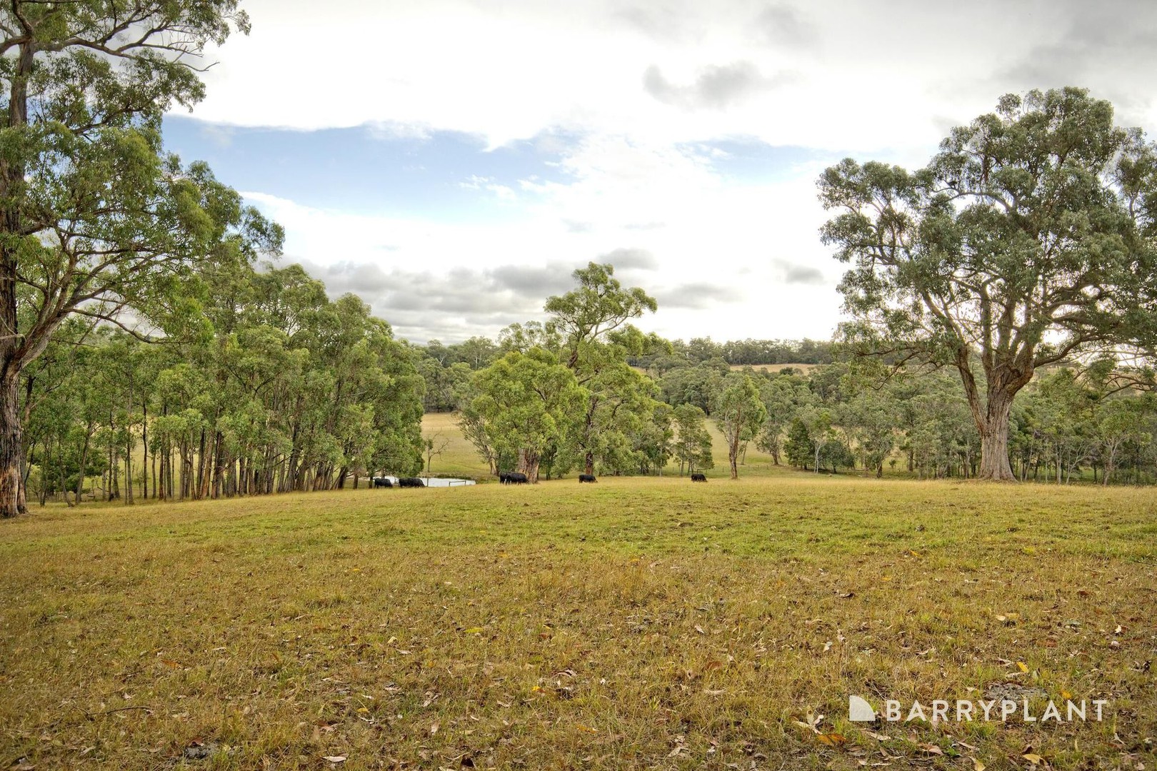 54 Jardine Road, Macclesfield, VIC 3782, Macclesfield - Thumbnail 6