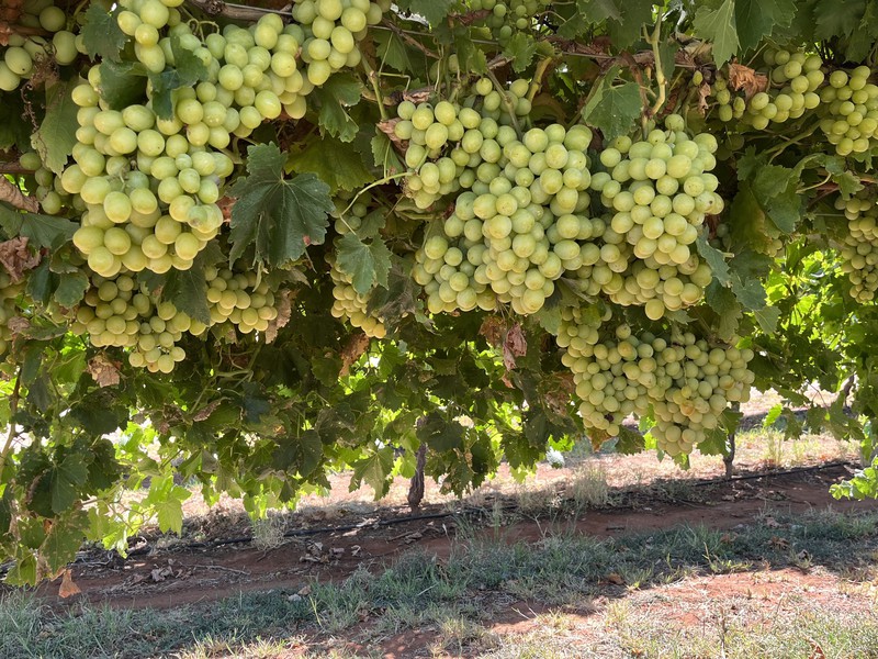 59 Chanters Lane, Trentham Cliffs, NSW 2738 - Image - 06/07/2022