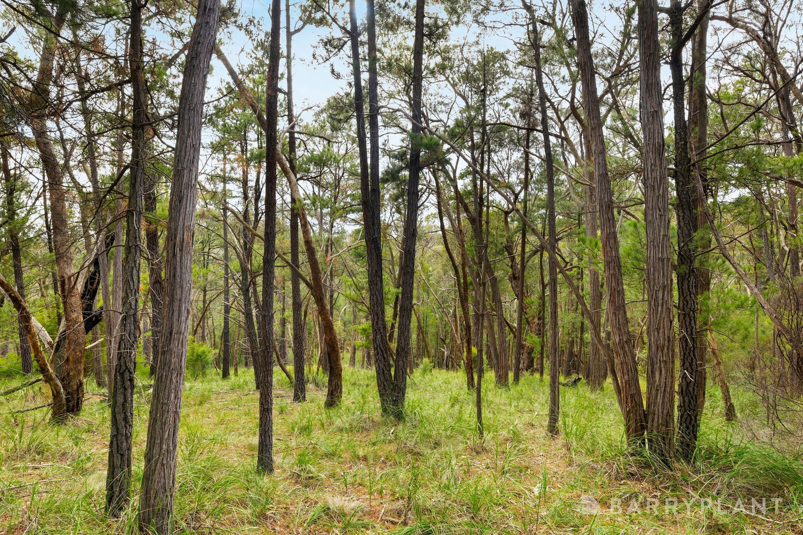 935 Buttermans Track, Christmas Hills, VIC 3775 - Thumbnail 2 - 06/03/2026