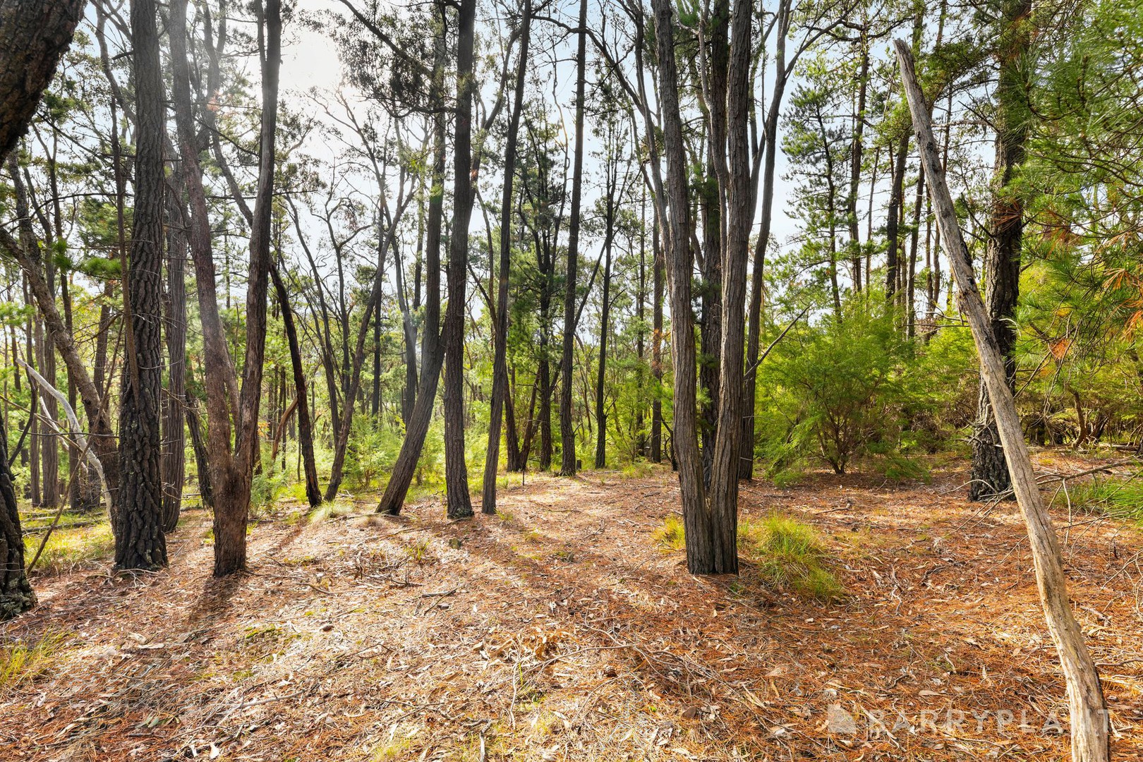 935 Buttermans Track, Christmas Hills, VIC 3775, Christmas Hills - Thumbnail 5