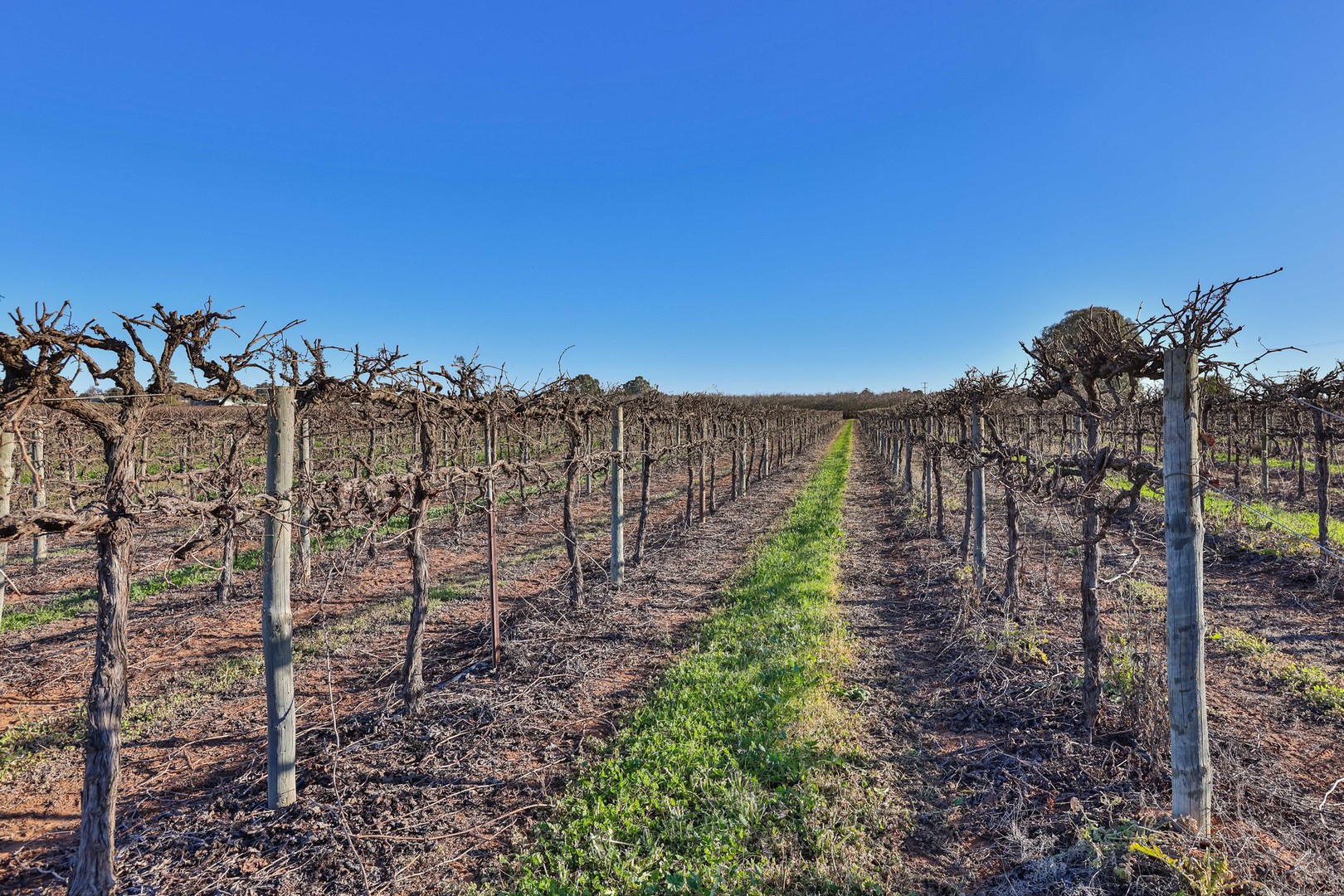 Blk 312 Leachs Road, Red Cliffs, VIC 3496, Red Cliffs - Thumbnail 6