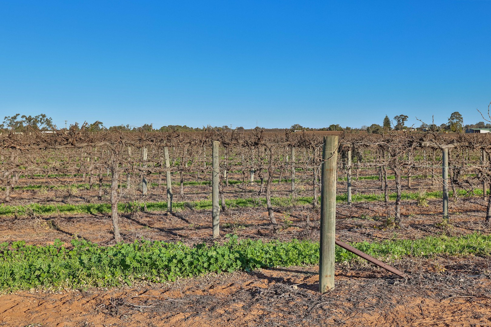 Blk 312 Leachs Road, Red Cliffs, VIC 3496, Red Cliffs - Thumbnail 7
