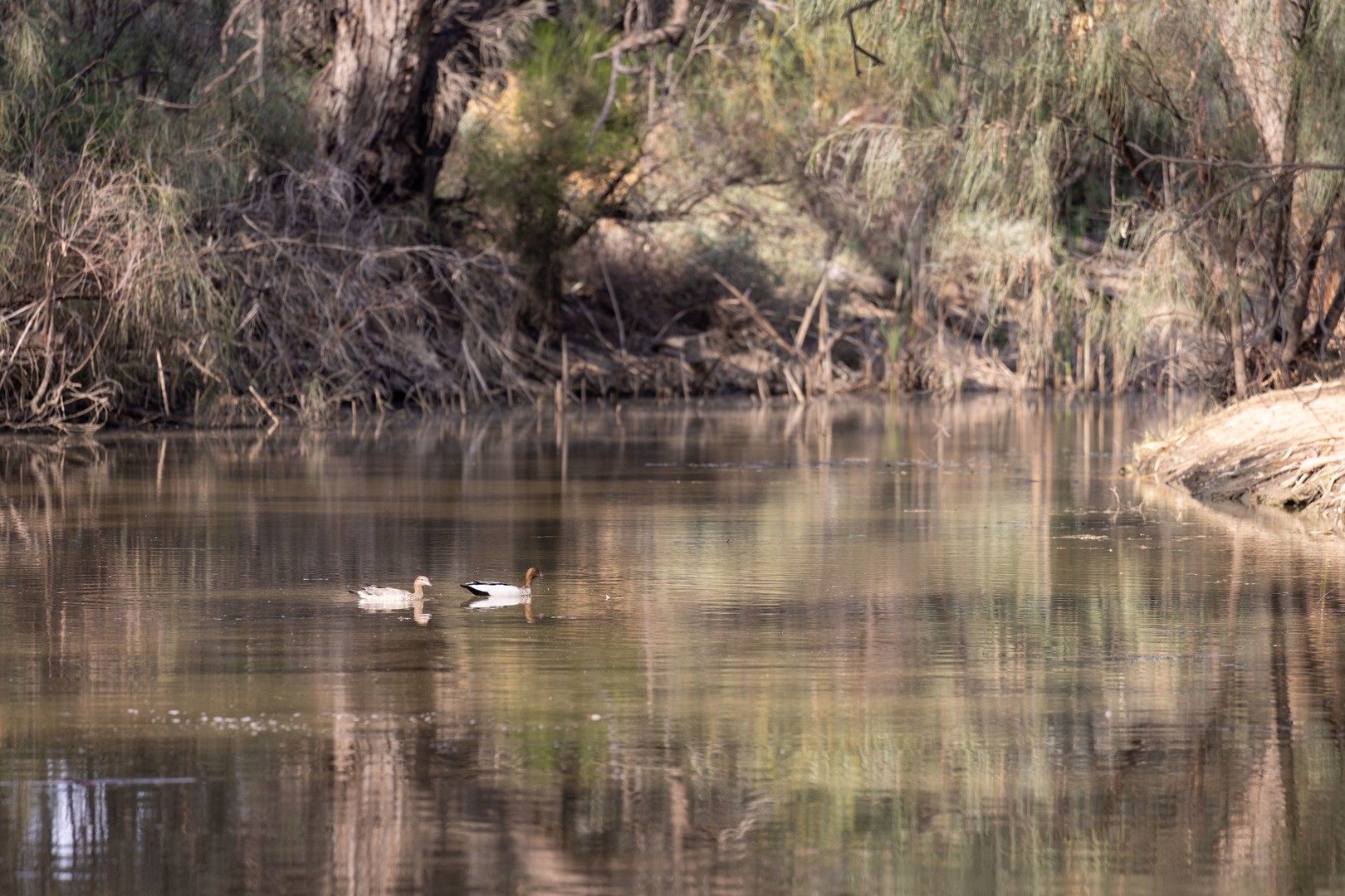 Lot: 6, Wilga Road ( William Lewis Estate ), Gol Gol, NSW 2738, Gol Gol - Thumbnail 8