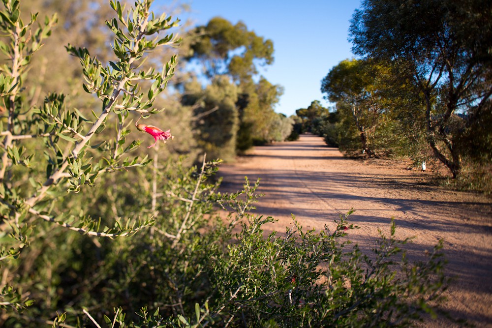 Lot: 77, Karadoc Avenue, Irymple, VIC 3498, Irymple - Thumbnail 5